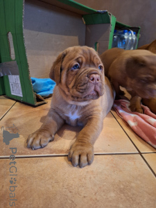 Photo №2 de l'annonce № 135147 de la vente dogue de bordeaux - acheter à Pologne annonce privée