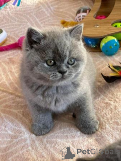 Photo №1. british shorthair - à vendre en ville de Wiesbaden | 284€ | Annonce № 96116