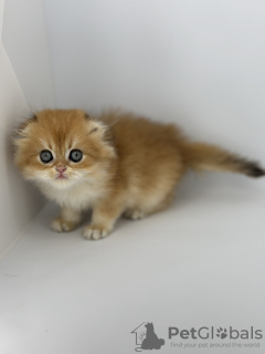 Photo №2 de l'annonce № 113927 de la vente scottish fold - acheter à Fédération de Russie éleveur