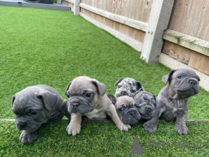 Photo №1. bouledogue - à vendre en ville de Parañaque | négocié | Annonce №51354