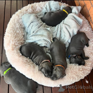 Photo №3. Adorable chiot Staffordshire Bull Terrier prêt pour une nouvelle maison. France