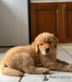 Photo №2 de l'annonce № 163518 de la vente golden retriever - acheter à Allemagne annonce privée