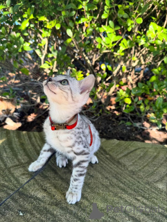 Photo №3. chatons bengaux dorables à la recherche de nouvelles familles. Allemagne