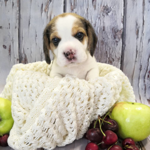 Photo №4. Je vais vendre beagle en ville de Surgut. de la fourrière - prix - 834€