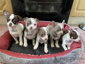 Photo №1. chihuahua - à vendre en ville de City Illinois | 339€ | Annonce №159383