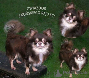 Photos supplémentaires: Chiots Chihuahua à poil long FCI