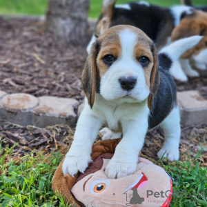 Photo №3. beaux chiots beagle.. Allemagne