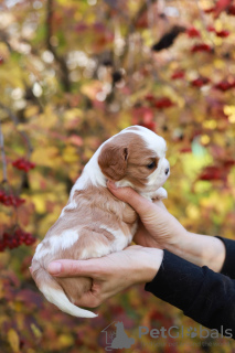 Photo №4. Je vais vendre cavalier king charles spaniel en ville de Zürich. annonce privée, de la fourrière - prix - 1442€