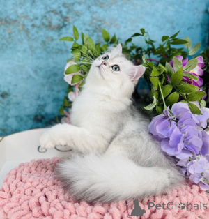 Photo №1. scottish straight - à vendre en ville de Czernowitz | 478€ | Annonce № 144503