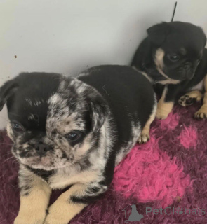 Photo №4. Je vais vendre carlin en ville de Varsovie. éleveur - prix - négocié