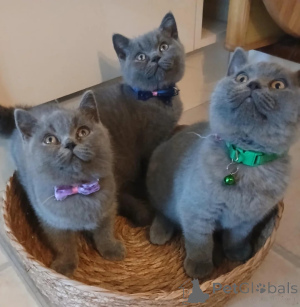 Photo №1. british shorthair - à vendre en ville de Heiligenhaus | 350€ | Annonce № 177565