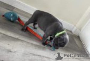 Photo №1. staffordshire bull terrier - à vendre en ville de Berlin | Gratuit | Annonce №126771