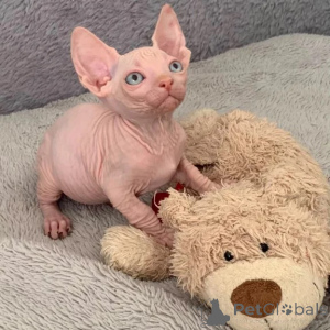 Photo №1. sphynx - à vendre en ville de Bonn | 350€ | Annonce № 177752