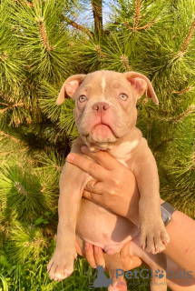 Photos supplémentaires: American Bully Kennel propose des chiots à la réservation