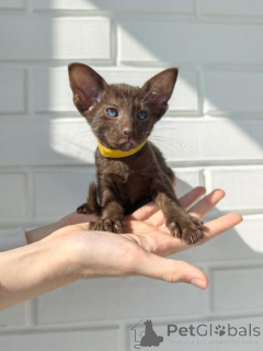 Photo №1. oriental shorthair - à vendre en ville de Herzogenauras | 350€ | Annonce № 173639