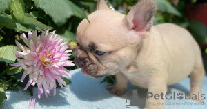 Photo №3. Chiots bouledogue français en bonne santé à vendre. USA