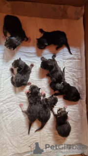 Photo №2 de l'annonce № 11209 de la vente maine coon - acheter à Ukraine annonce privée, de la fourrière