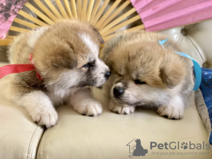 Photo №2 de l'annonce № 10925 de la vente akita (chien) - acheter à Fédération de Russie éleveur
