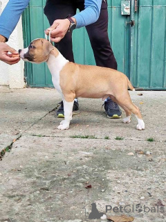 Photo №3. Chiots American Staffordshire Terrier. Serbie