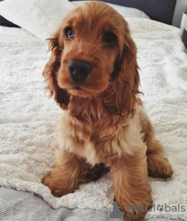 Photo №2 de l'annonce № 78800 de la vente cocker spaniel anglais - acheter à Hongrie annonce privée