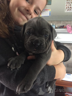 Photo №4. Je vais vendre cane corso en ville de Ferrol. annonce privée - prix - 720€