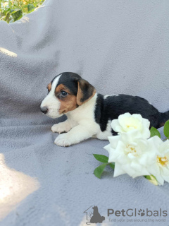Photo №4. Je vais vendre jack russell terrier en ville de Krapkowice. éleveur - prix - négocié