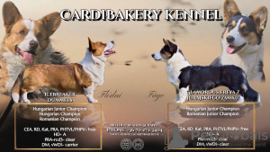 Photos supplémentaires: Adorables chiots Cardigan Welsh Corgi de Hongrie kennel@cardibakery.hu