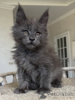 Photo №2 de l'annonce № 154638 de la vente maine coon - acheter à Allemagne éleveur