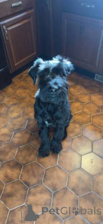 Photo №1. schnauzer géant - à vendre en ville de Difficulté | négocié | Annonce №173079
