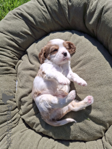 Photos supplémentaires: Chiots Cavalier King Charles Spaniel.