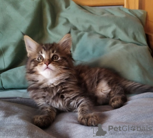 Photo №2 de l'annonce № 109189 de la vente maine coon - acheter à Pays Bas annonce privée