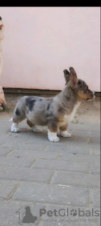 Photo №1. welsh corgi - à vendre en ville de Афины | 500€ | Annonce №65259