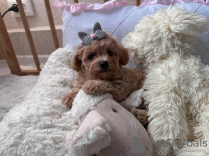 Photos supplémentaires: Super fille inférieure Maltipoo f1 min, livraison, négociation, maltipoo f1