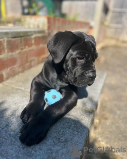 Photo №1. cane corso - à vendre en ville de Munich | négocié | Annonce №95392