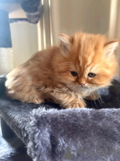 Photo №2 de l'annonce № 138917 de la vente chat chinchilla - acheter à Allemagne annonce privée, éleveur