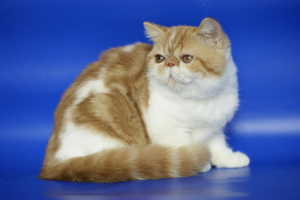 Photo №2 de l'annonce № 2167 de la vente exotic shorthair - acheter à Fédération de Russie éleveur