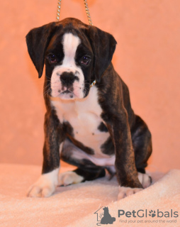 Photo №1. boxer - à vendre en ville de Minsk | 199€ | Annonce №14212