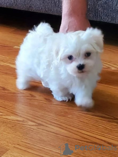 Photo №1. bichon maltais - à vendre en ville de Varsovie | négocié | Annonce №163976