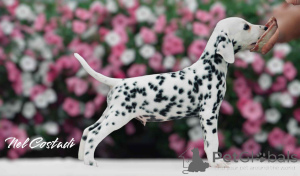 Photo №3. Les chiots dalmatiens exquis championnes de Bloodlines, prêts à aimer les. Estonie
