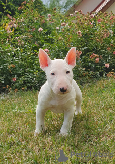 Photos supplémentaires: Bull-terrier miniature (FCI)