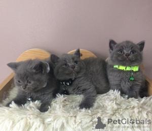 Photo №2 de l'annonce № 114795 de la vente british shorthair - acheter à Brésil annonce privée