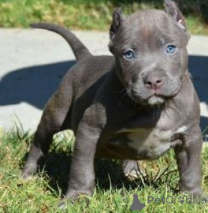 Photo №1. american pit bull terrier - à vendre en ville de Dundalk | négocié | Annonce №158264