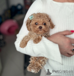 Photo №1. maltipu - à vendre en ville de Vitebsk | 1600€ | Annonce №165523