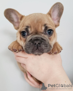 Photo №2 de l'annonce № 99436 de la vente bouledogue - acheter à USA éleveur