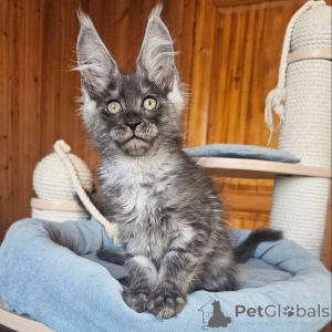 Photo №2 de l'annonce № 156993 de la vente maine coon - acheter à La finlande annonce privée