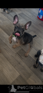 Photo №2 de l'annonce № 166433 de la vente bouledogue - acheter à La Grande-Bretagne annonce privée