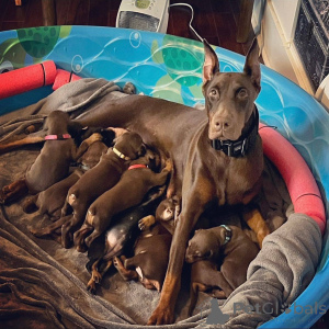 Photo №4. Je vais vendre dobermann en ville de Aalborg. annonce privée, éleveur - prix - 700€