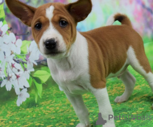 Photo №1. basenji - à vendre en ville de Tbilissi | négocié | Annonce №174909