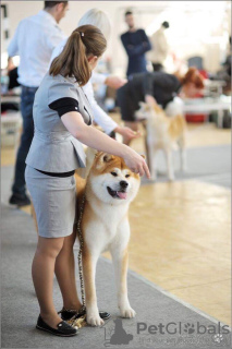 Photo №2. Service d'accouplement akita (chien). Prix - 426€