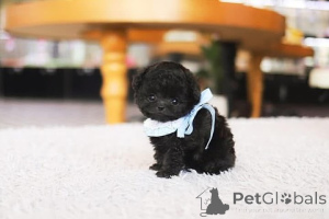 Photo №3. Dean Janet Kay Puppies House. USA